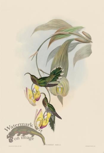 Gould Hummingbird 003